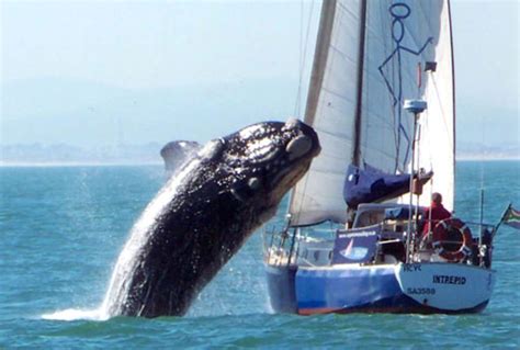 life Is Challange: Whale Jumping on a Boat Caught in Photos