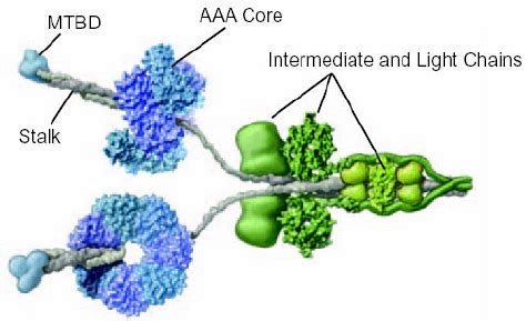 Molecular structure of intact cytoplasmic dynein | Download Scientific ...