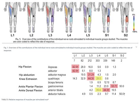 lumbar nerve root compression symptoms