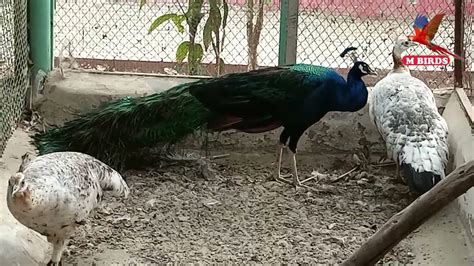 Peacock Breeding Setup | Vlog | Muslim Breeding Farm | Muzaffargarh ...