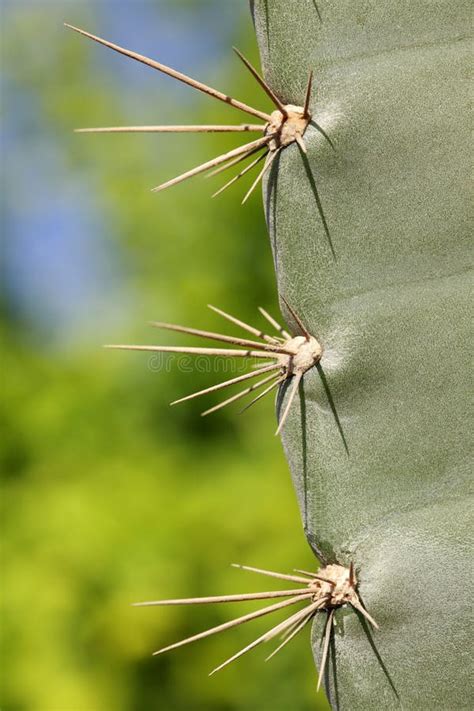 Cactus prickles stock photo. Image of desert, outdoor, thorn - 195812