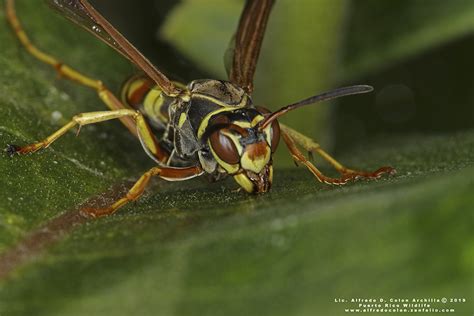 Minnesota Seasons - northern paper wasp