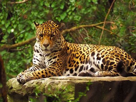 Onça Pintada Panthera Onca Pontos - Foto gratuita no Pixabay Royalty Free Images, Stock Images ...