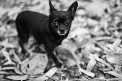 Rat Terrier Chihuahua Mix: A Spirited Companion