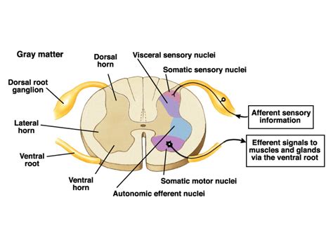 Spinal Cord Cross Section Diagram Spinal Cord Cross Section Diagram ...