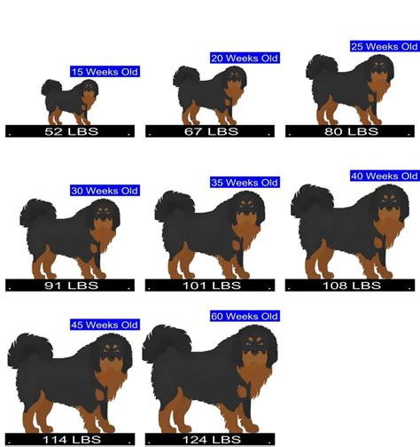 How Much Should Tibetan Mastiff Weigh? Tibetan Mastiff Weight Calculator.