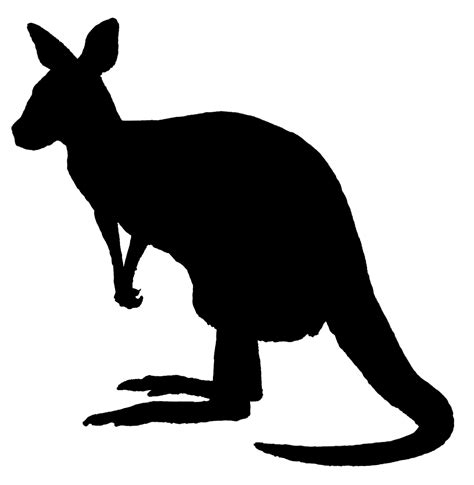 Pin on Kangaroos