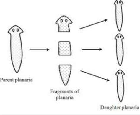 Fragmentation In Spirogyra Diagram