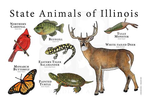 Illinois State Animals Poster Print - Etsy