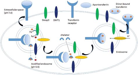 Role of Transferrin in Iron Metabolism | IntechOpen