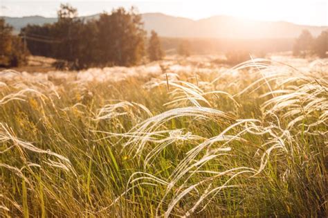 Field with Wild Grasses at Sunset Stock Image - Image of journey, farm ...