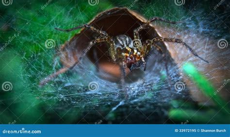 Spider Cave In Tree Royalty-Free Stock Photo | CartoonDealer.com #105805743