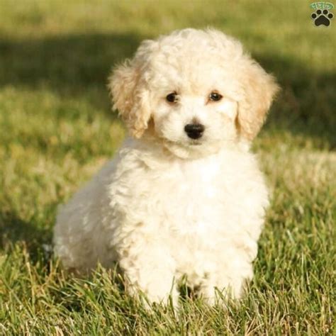 Bichon Poodle Puppies for sale in UK | 40 used Bichon Poodle Puppies