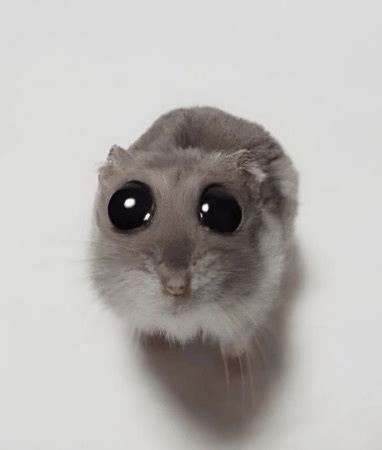 Sad Mouse Big Eyes Meme - Sad mouse Big eyes Cute - Discover & Share GIFs