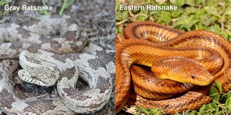 Eastern Ratsnake – Florida Snake ID Guide