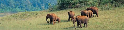 Periyar Wildlife Sanctuary- Periyar National Park in Kerala, India