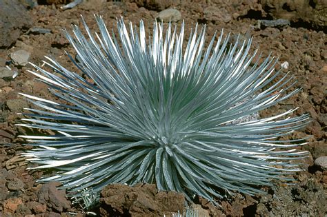 Silversword Plant Photograph by Craig K. Lorenz - Fine Art America