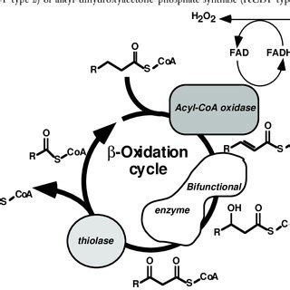 acyl-CoA oxidase and β-oxidation of PUFAs. (a) Acyl-CoA oxidases... | Download Scientific Diagram