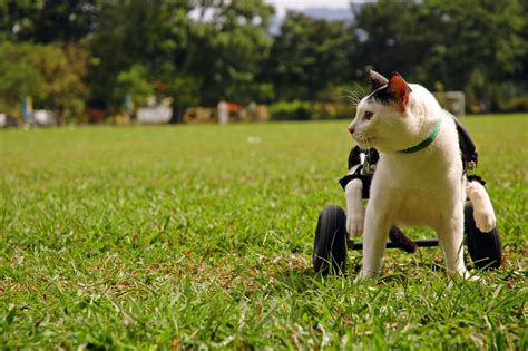 How to Make a Wheelchair for a Cat | Cuteness.com | Dog wheelchair, Cat has fleas, Pet tags