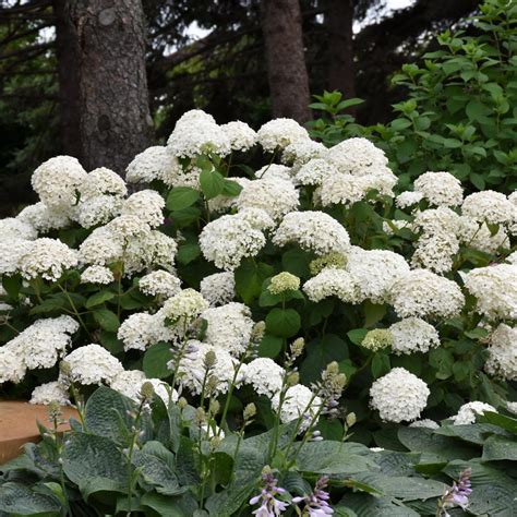 Annabelle Hydrangea - Hydrangea arborescens 'Annabelle'