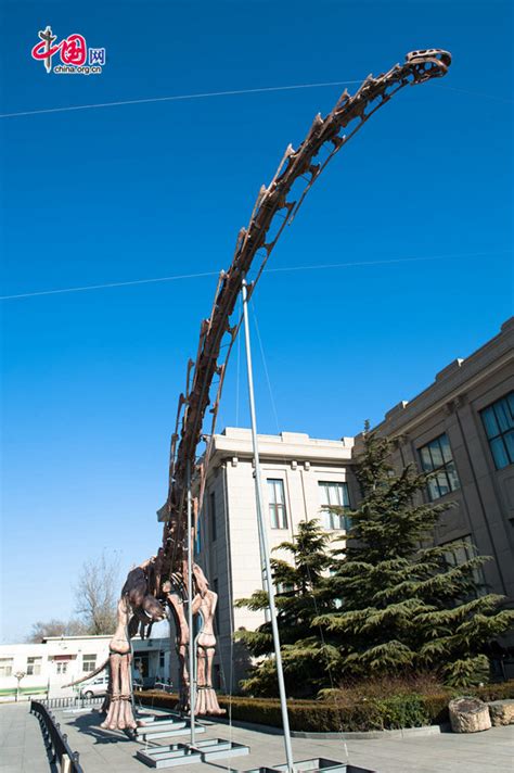 Huge dinosaur fossil on display in Beijing- China.org.cn