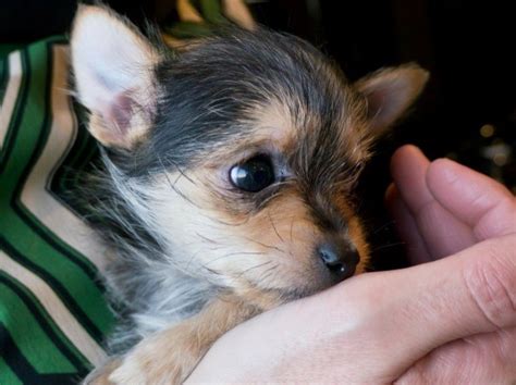 Chihuahua Yorkshire Terrier Mix Photos | ThriftyFun