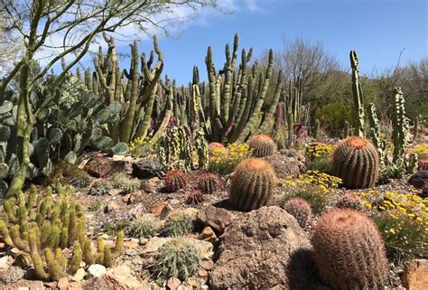 Sonora Desert Museum Tucson Arizona Day Trip Idea