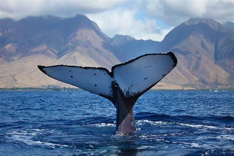 Maui Whale Watching Tour from Lahaina