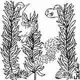 Seaweed Kelp Drawing Forest Coloring Cartoon Pages Template Easy  sketch template