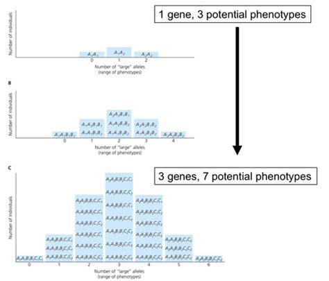 5.2. Evolution of Phenotype Flashcards | Quizlet