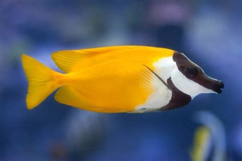 21 Best algae-eating saltwater fish - WZaquarium