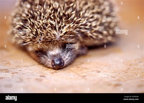 Close-up of hedgehog sleeping Stock Photo - Alamy