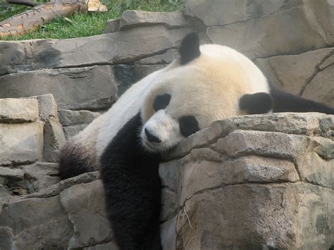 File:DC panda.JPG - Wikipedia