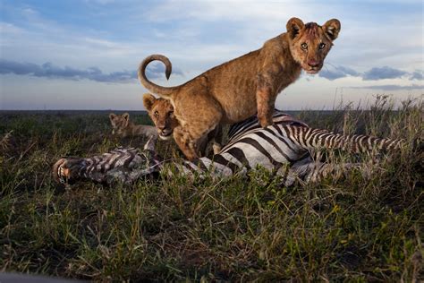 14 Incredible Photos of African Predators in Action