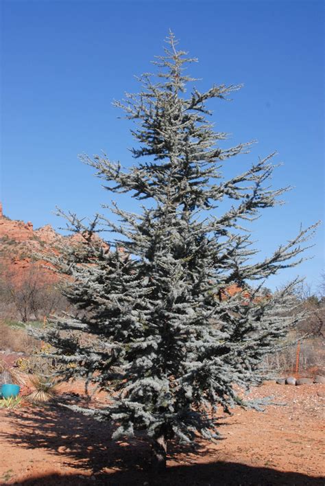 Cedrus atlantica 'Glauca' (Blue Atlas Cedar) | North Carolina Extension Gardener Plant Toolbox