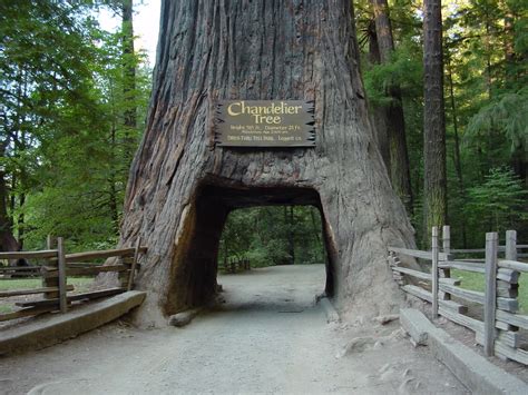 Redwood National Park | FlyLady.net