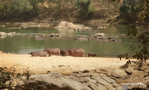 A traditional Cameroonian community honors wildlife conservation and sustainable development ...