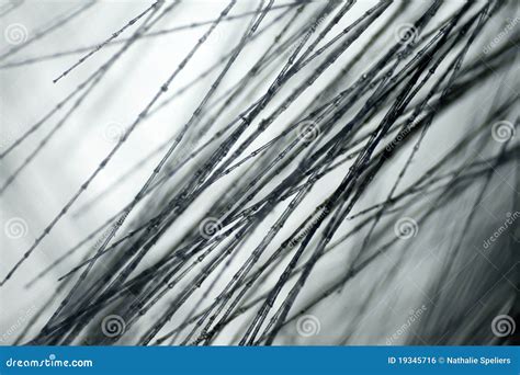 Bird Feather On Microscope Royalty Free Stock Image - Image: 19345716