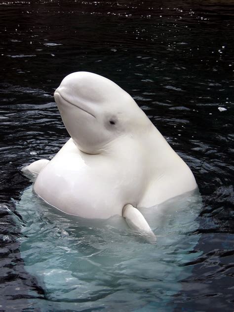 beluga whale | They are such strange, alien-looking creature… | Jenny Spadafora | Flickr