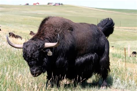 Yak Animals | Interesting Facts & Latest Pictures | All Wildlife Photographs