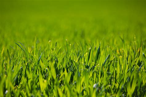 Green Grass Free Stock Photo - Public Domain Pictures