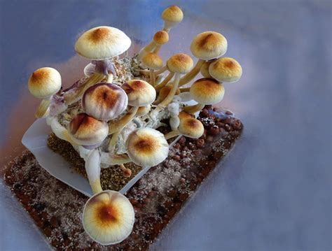 Denver First in U.S. to Decriminalize Psilocybin Mushrooms