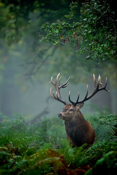 366 best Photos - Wildlife - Deer images on Pinterest | Deer, Wild animals and Animal kingdom