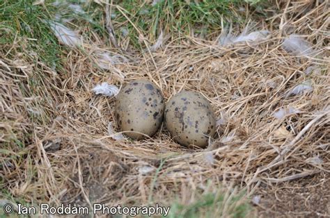 Eider Duck nest with eggs