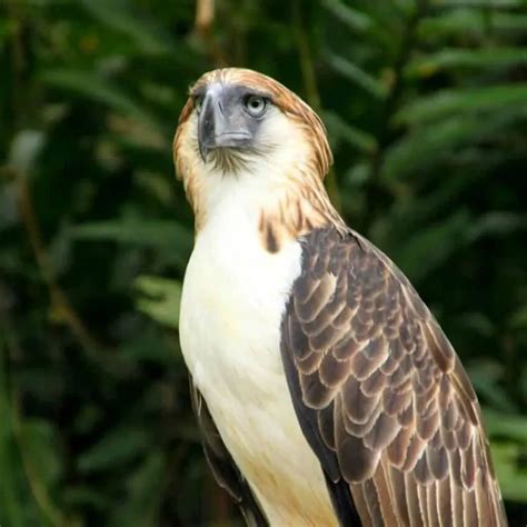 Philippine Eagle: Species Overview, Conservation and Threats