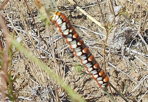 Hooded Owlet Moth Caterpillar - What's That Bug?