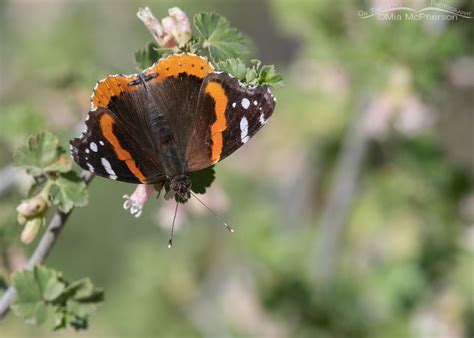 Red Admiral Butterfly Images - Mia McPherson's On The Wing Photography