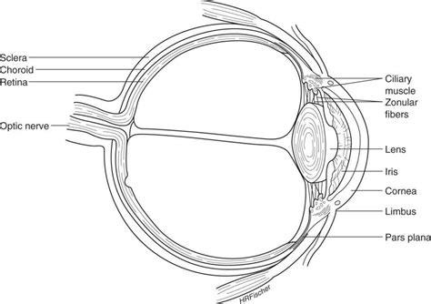 Ophthalmology: Diseases Of The Eye | Basicmedical Key