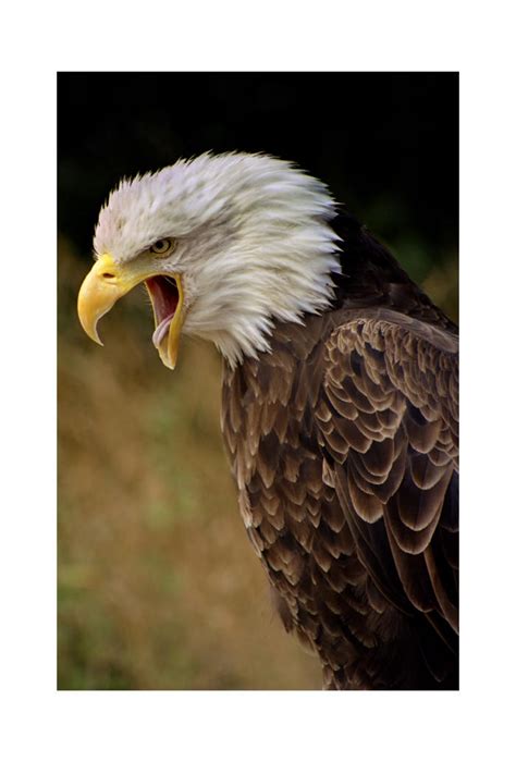 SCREAMING EAGLE by ScarredWolfphoto on DeviantArt