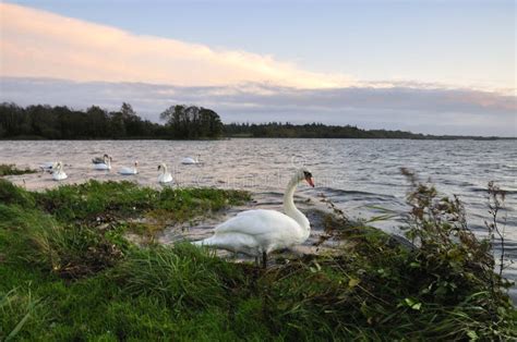 Lough Ennell Swans stock photo. Image of lough, lake, nature - 6988992